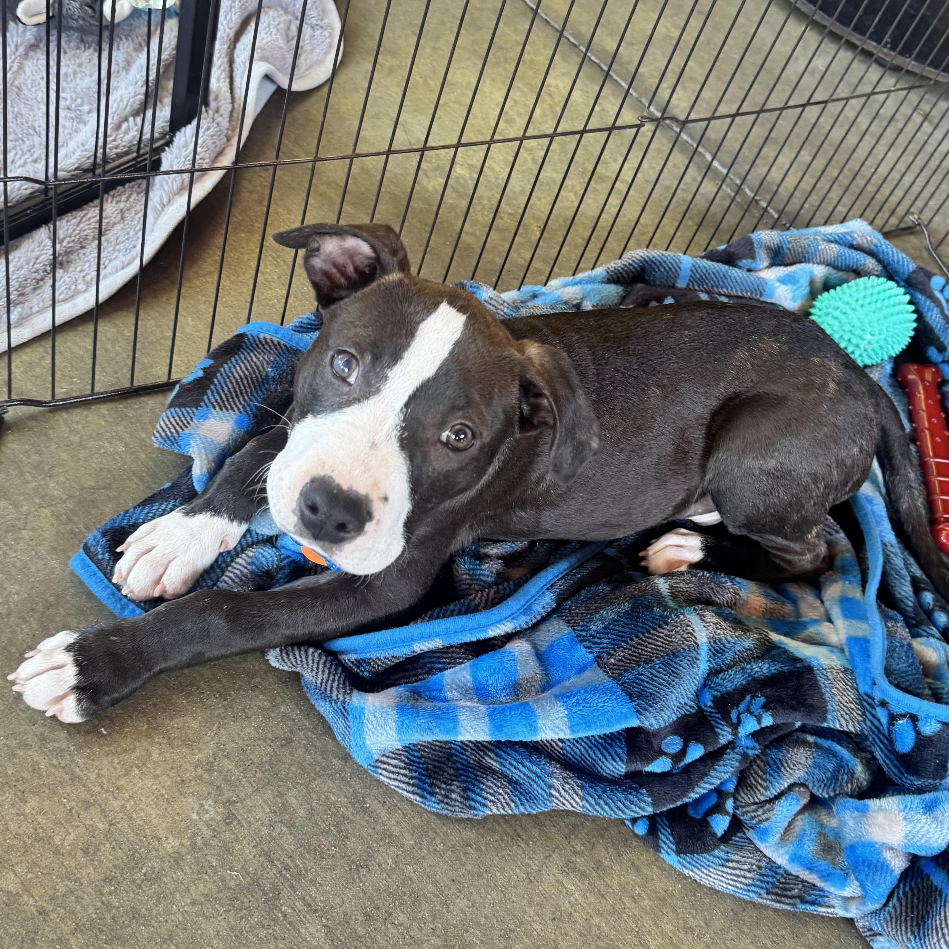 Hank, an adopted mixed breed in Lincoln, CA image 2/4