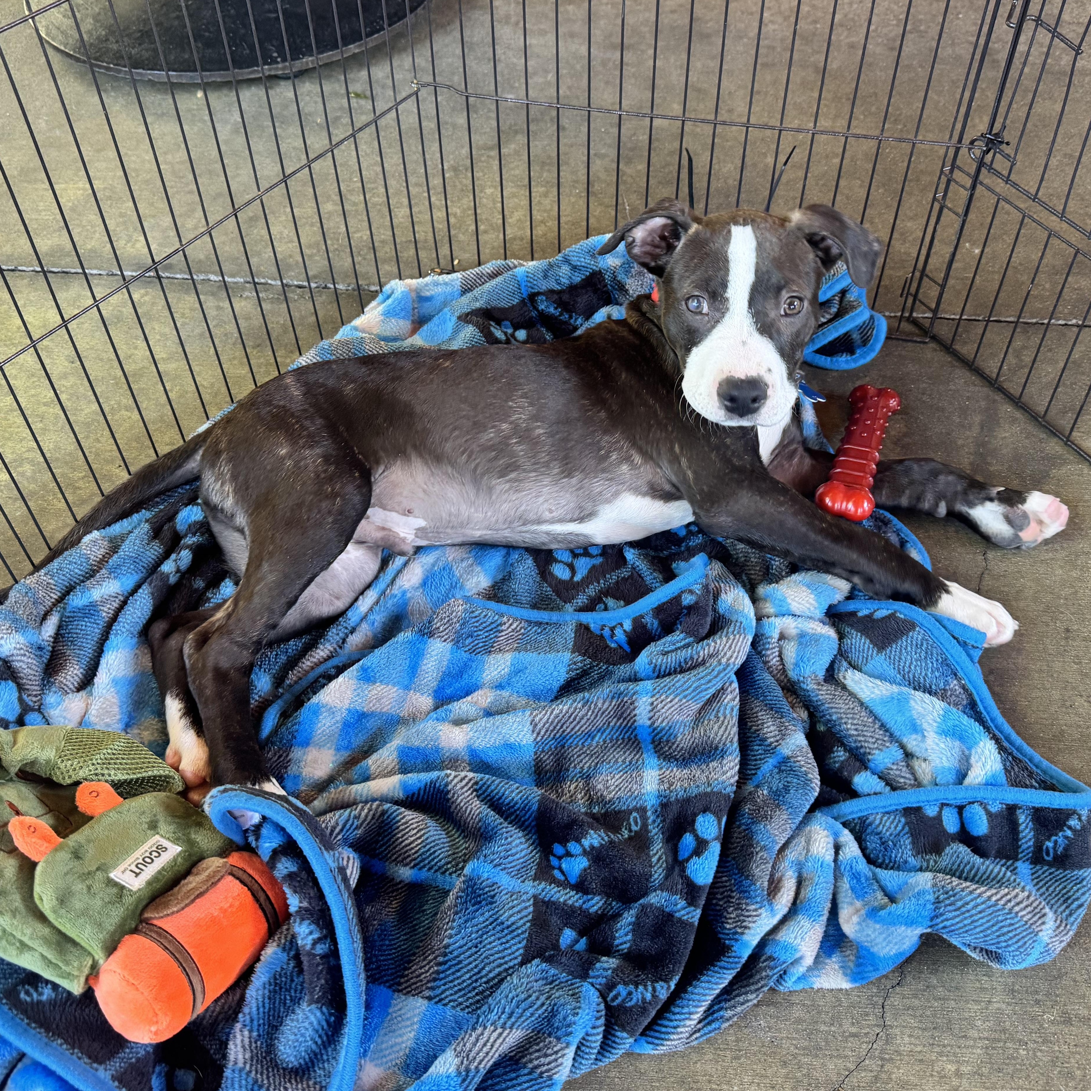 Hank, an adopted mixed breed in Lincoln, CA image 4/4