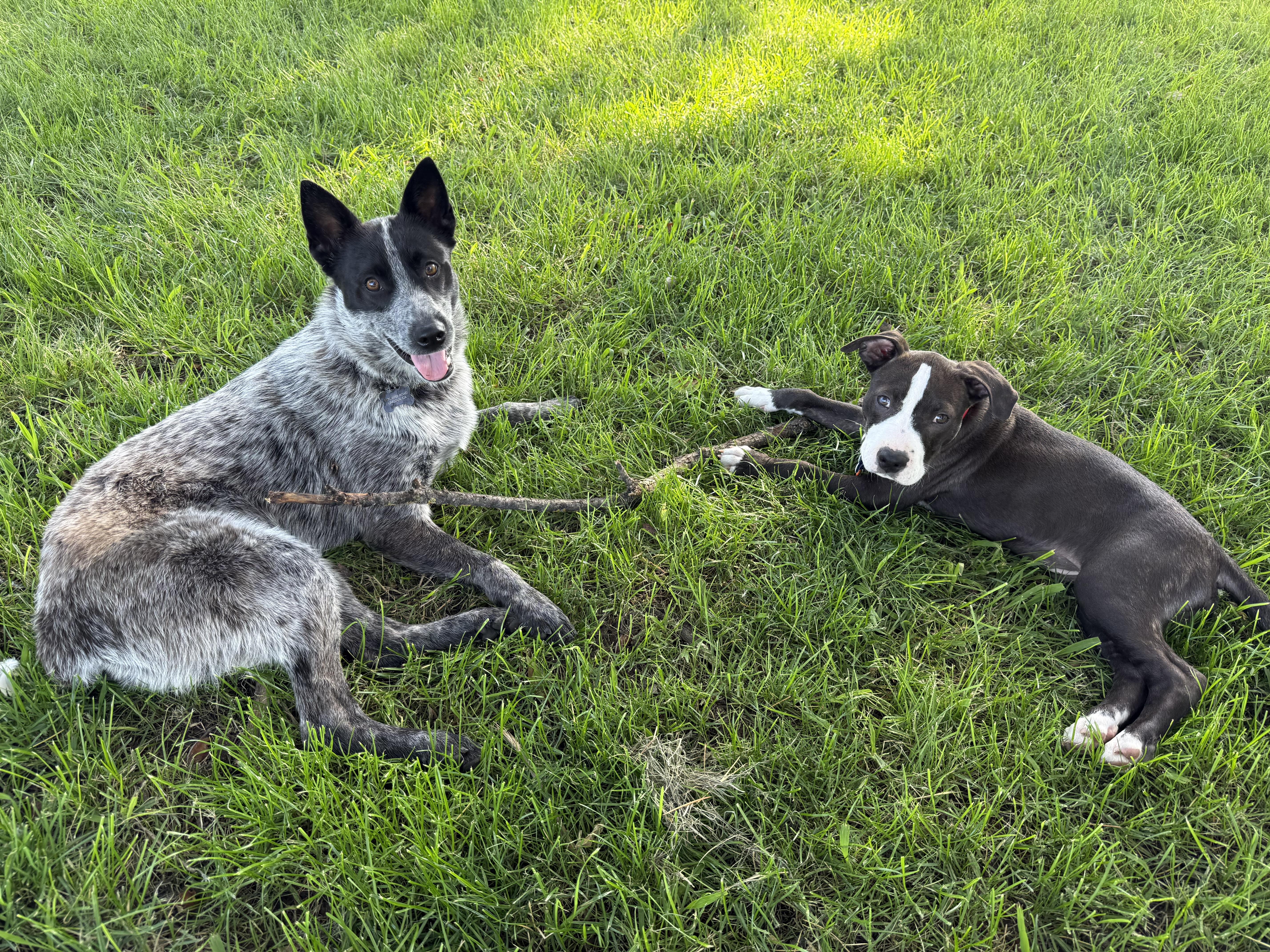 Hank, an adopted mixed breed in Lincoln, CA image 3/4