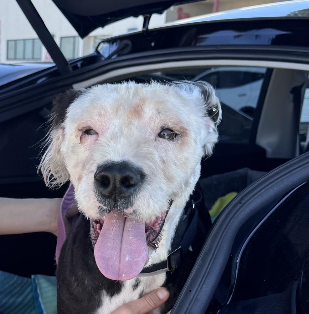 Enlarge Monty, a Adoptable mixed breed in Wildomar, CA image 2/3