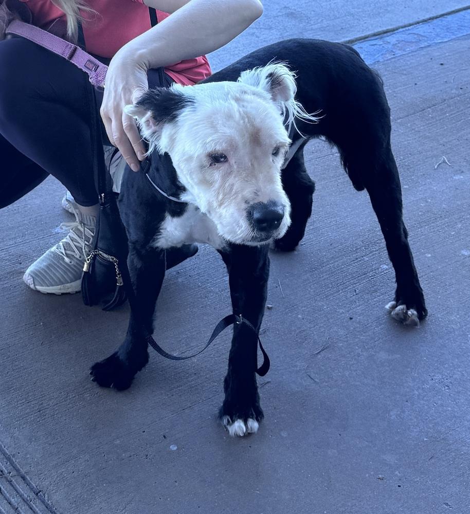Monty, Adoptable, Young Male Terrier.