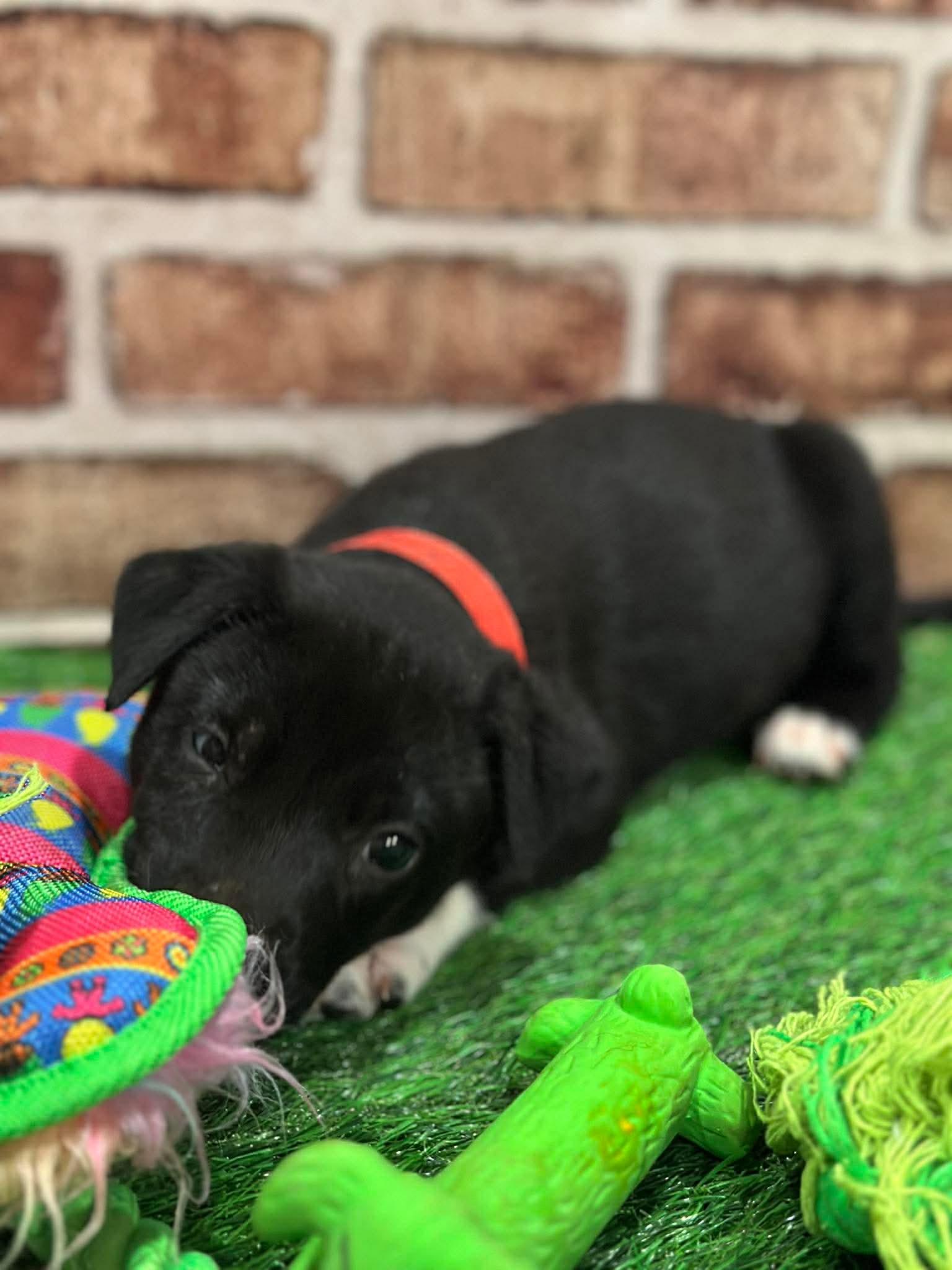 Flurry EG in MS, Adoptable, Puppy Female Labrador Retriever.