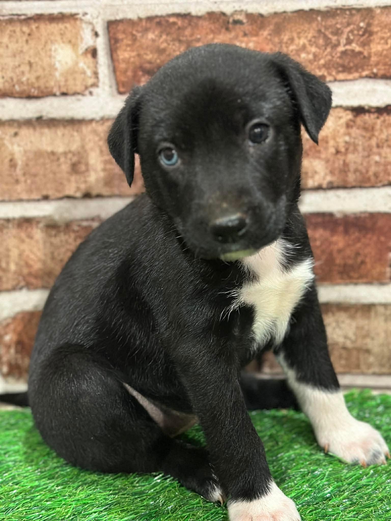 Enlarge Flurry EG in MS, a Adoptable Labrador Retriever in Warwick, RI image 2/3