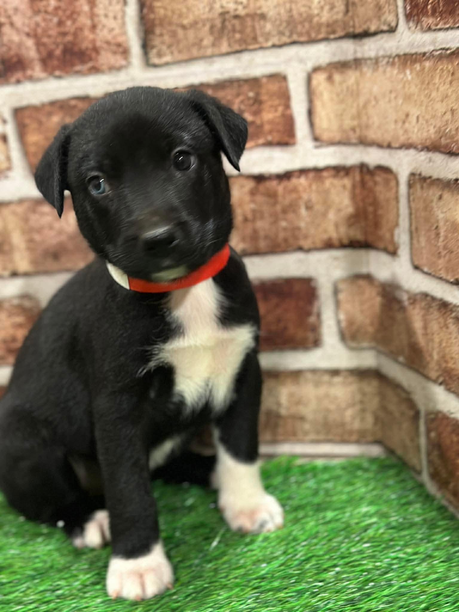 Enlarge Flurry EG in MS, a Adoptable Labrador Retriever in Warwick, RI image 3/3