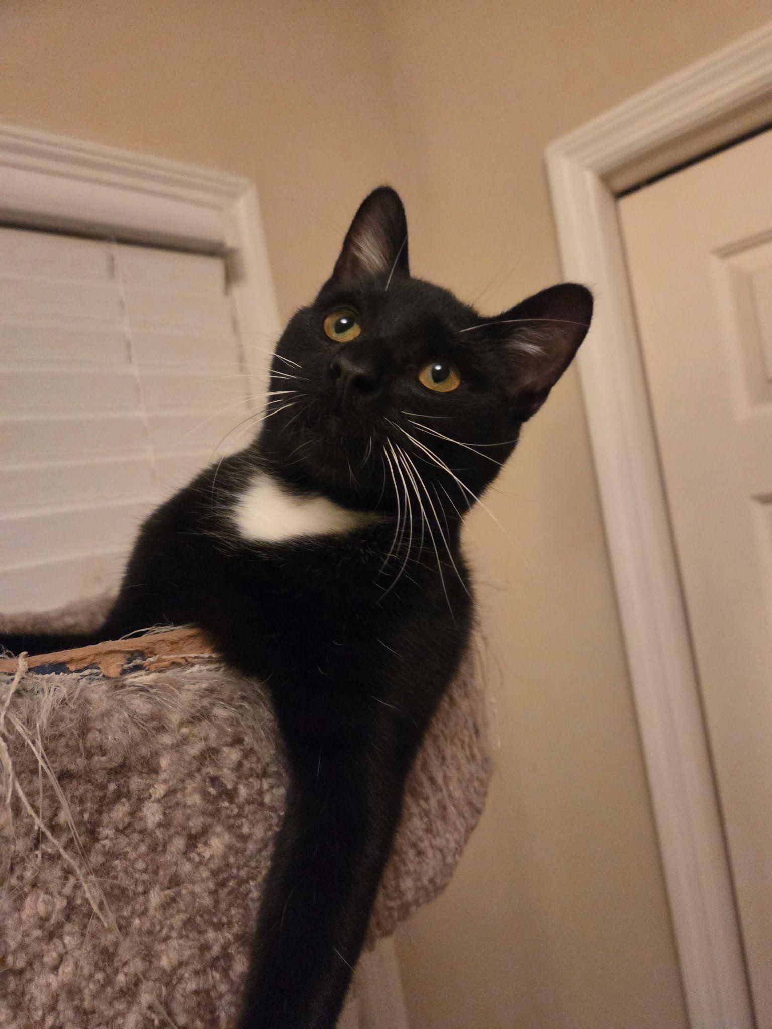 McKenzie or Mac, Adoptable, Young Male Domestic Short Hair.