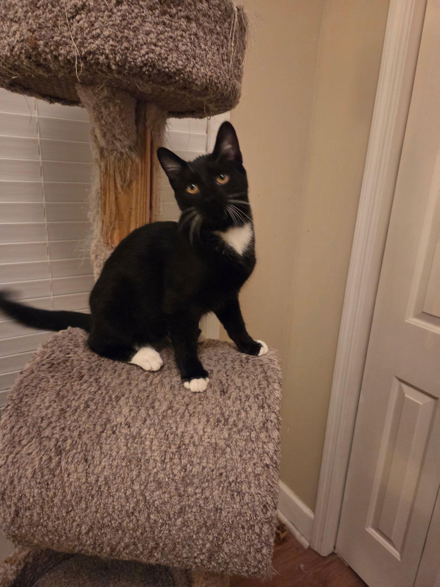 Enlarge McKenzie or Mac, a Adoptable Domestic Short Hair in White Bluff, TN image 2/2