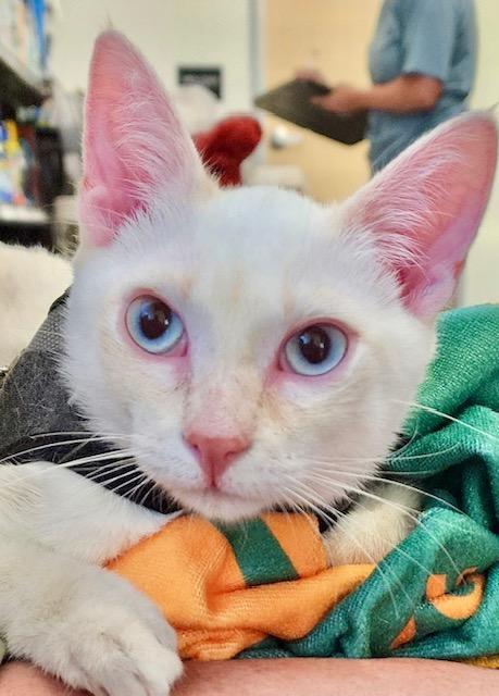 Tofu, Baby Male Siamese