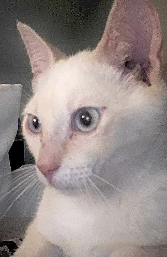 Tofu photo 6