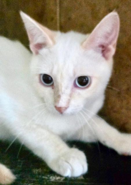 Tofu photo 4