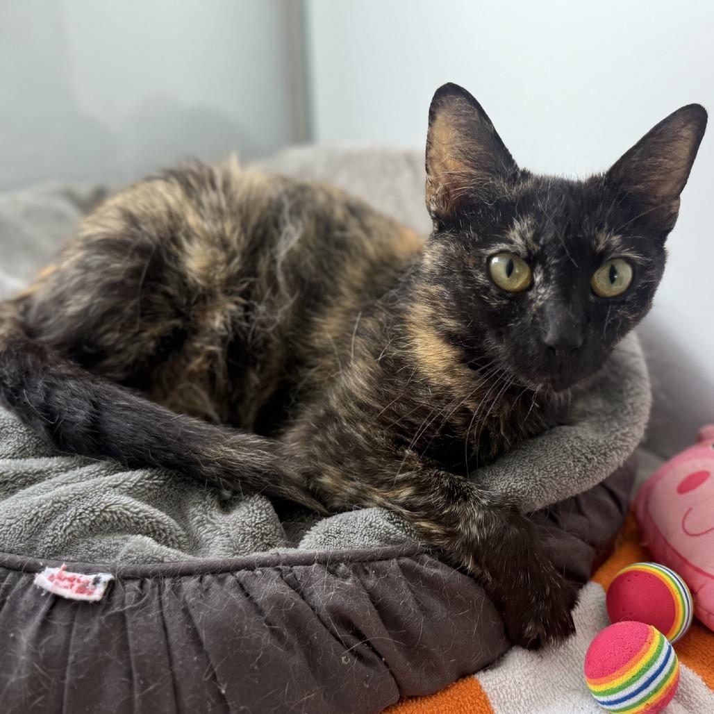 Enlarge Tabitha, a Adoptable Domestic Short Hair in Pasadena , MD image 1/4