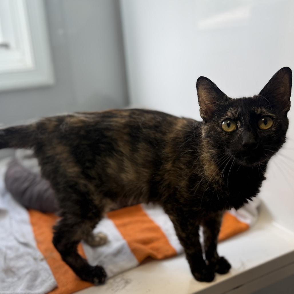Enlarge Tabitha, a Adoptable Domestic Short Hair in Pasadena , MD image 2/4