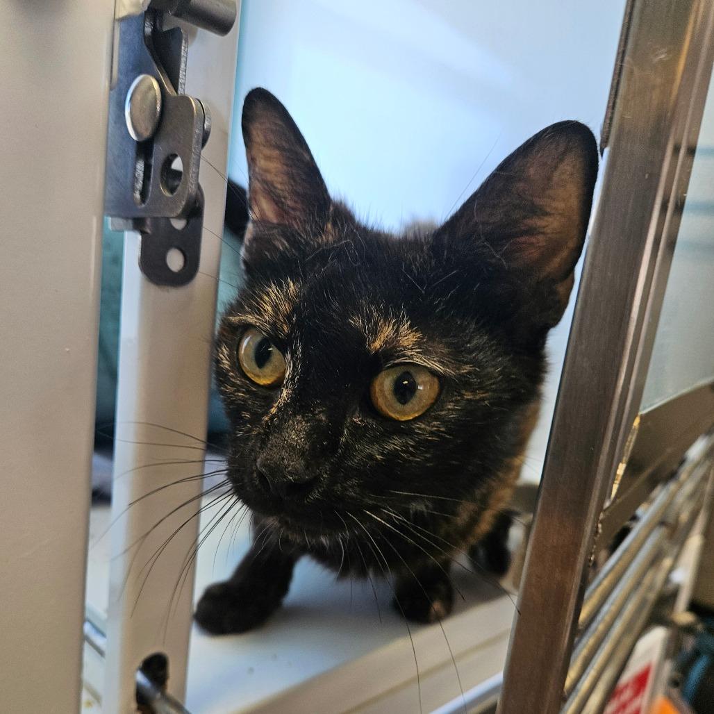 Enlarge Tabitha, a Adoptable Domestic Short Hair in Pasadena , MD image 3/4