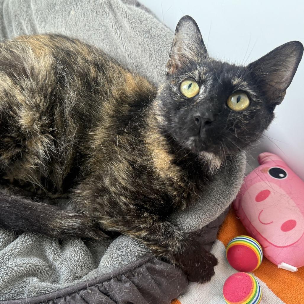 Enlarge Tabitha, a Adoptable Domestic Short Hair in Pasadena , MD image 4/4