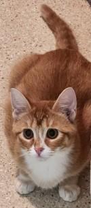 Enlarge Missy, an adopted mixed breed in Lead, SD image 2/4