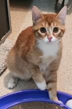 Missy, ADOPTABLE, Young Female American Shorthair & Tabby.