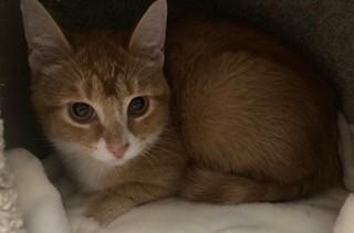 Enlarge Missy, an adopted mixed breed in Lead, SD image 3/4