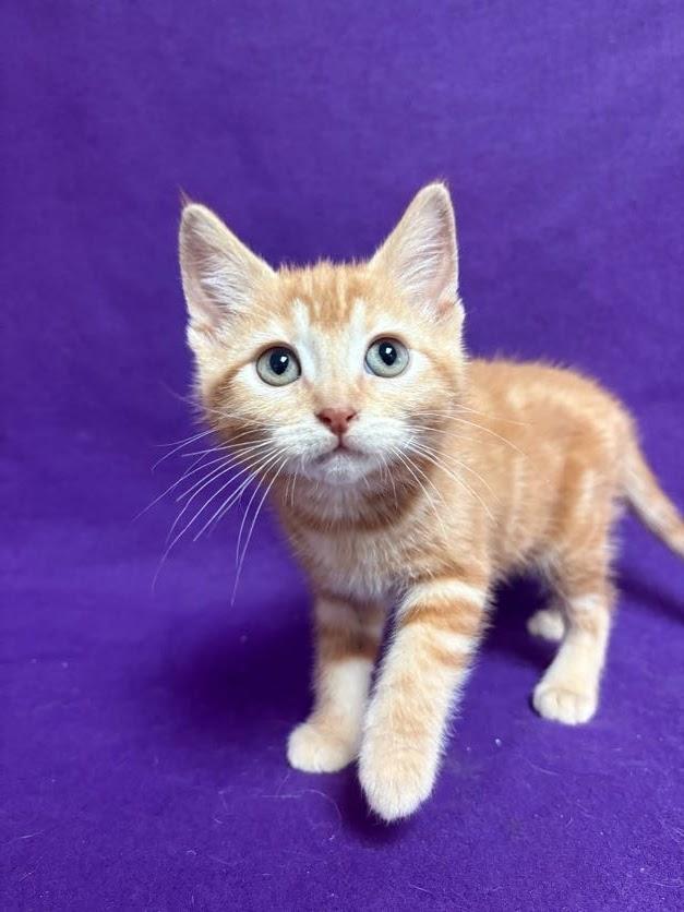 Twinky, an adopted Domestic Short Hair in Waterloo, IA image 3/5