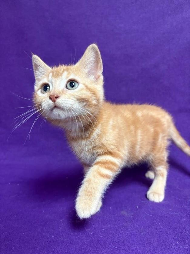 Twinky, adopted, Kitten Female Domestic Short Hair.