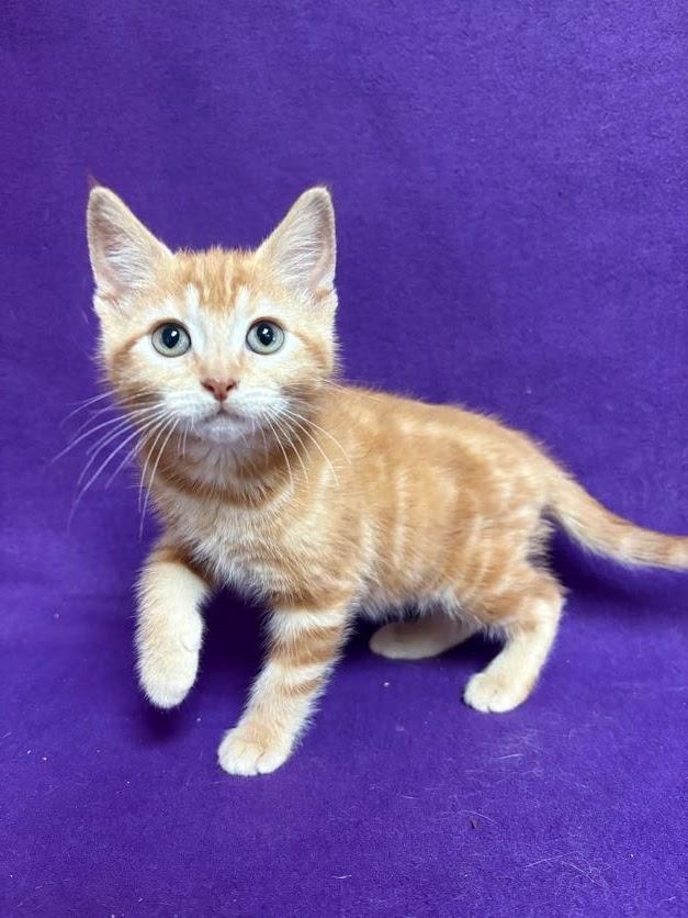 Twinky, an adopted Domestic Short Hair in Waterloo, IA image 4/5