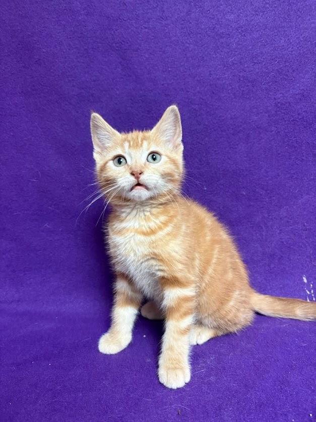 Twinky, an adopted Domestic Short Hair in Waterloo, IA image 5/5