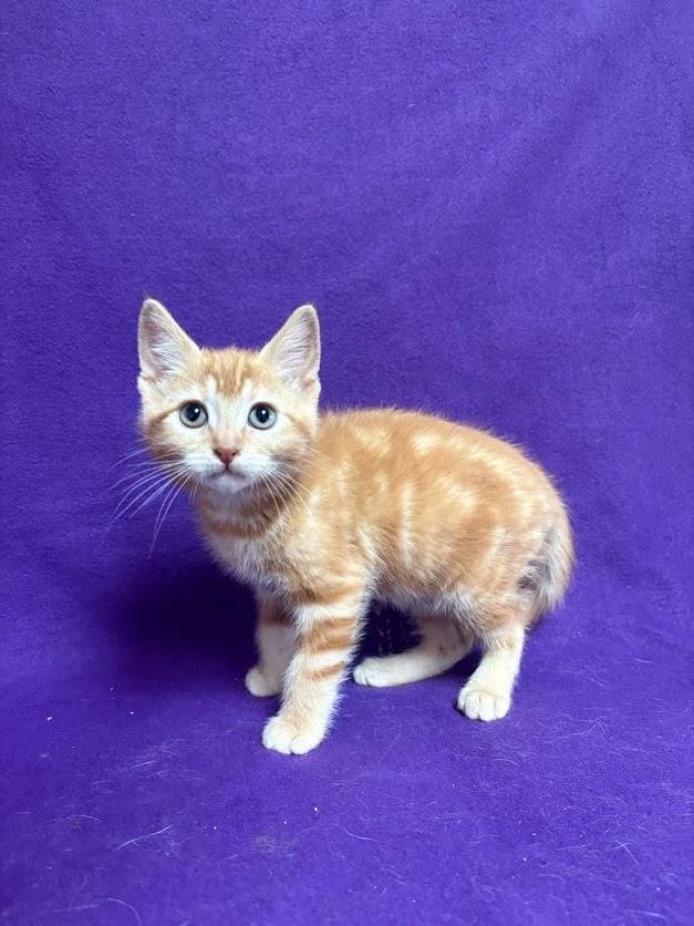 Twinky, an adopted Domestic Short Hair in Waterloo, IA image 2/5