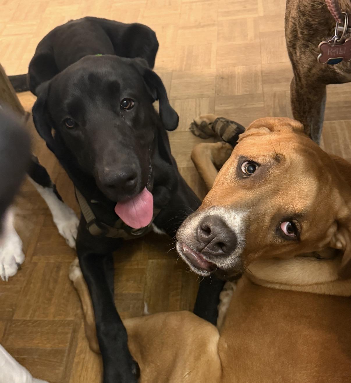 Loki, a ADOPTABLE Great Dane in Maineville, OH image 6/6