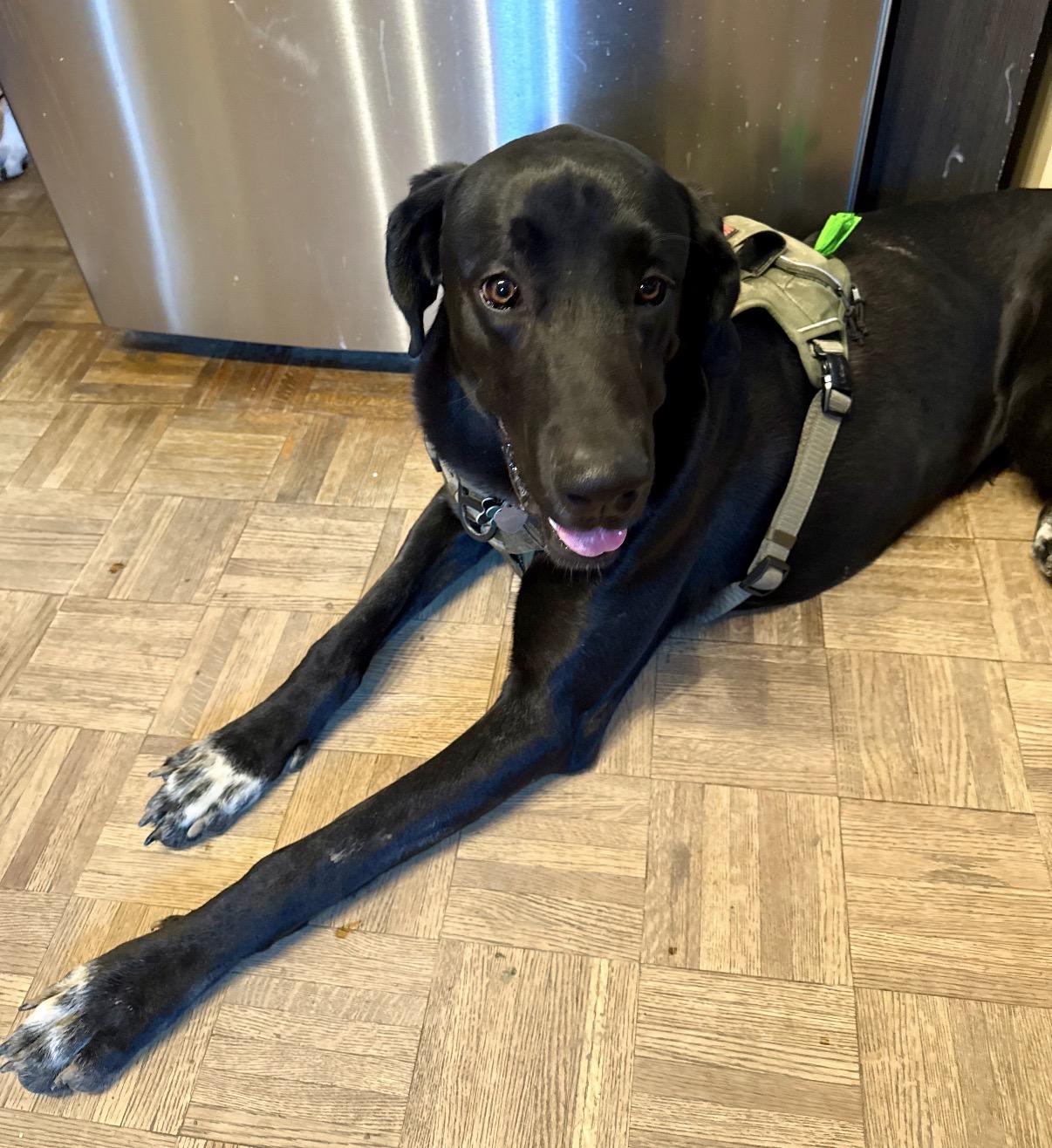 Loki, a ADOPTABLE Great Dane in Maineville, OH image 2/6