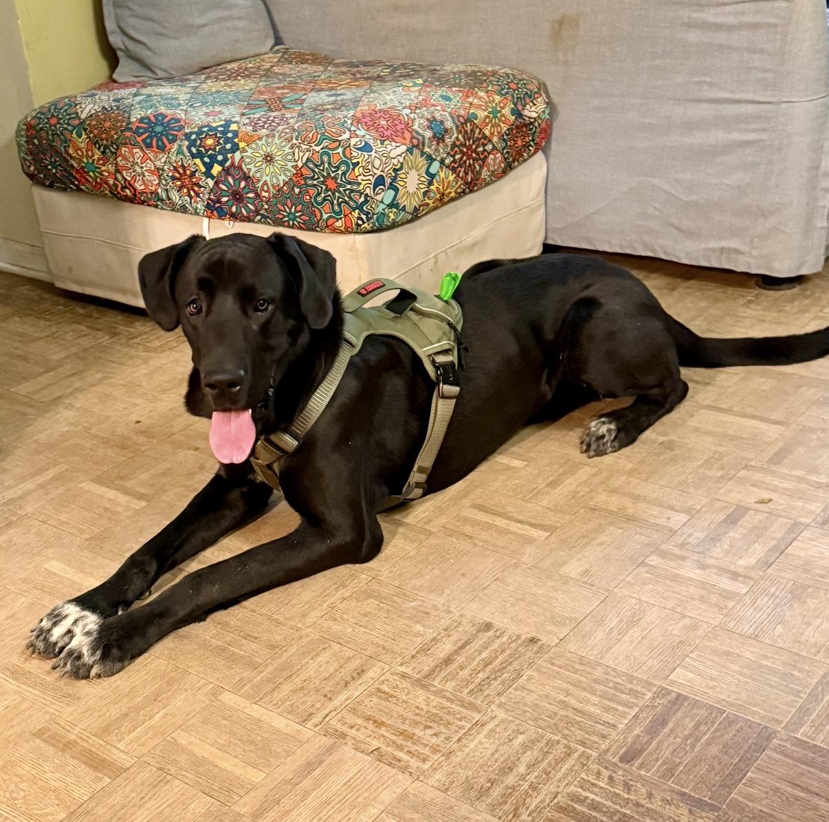 Loki, a ADOPTABLE Great Dane in Maineville, OH image 1/6