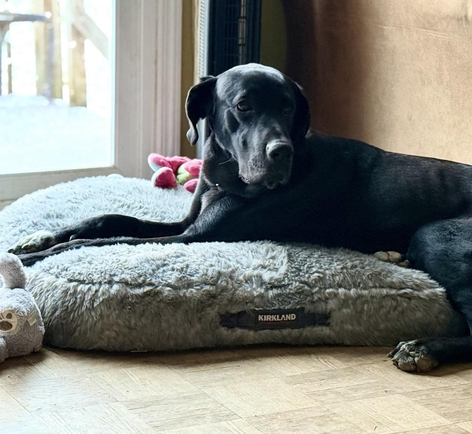 Loki, a ADOPTABLE Great Dane in Maineville, OH image 4/6