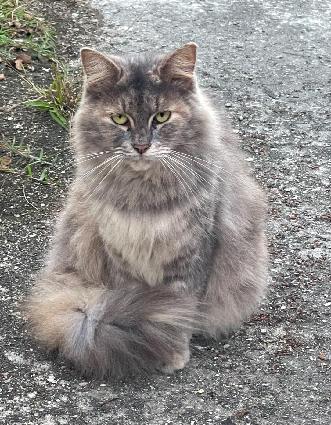 Daisy, a Adoptable Domestic Medium Hair in Mobile, AL image 1/2