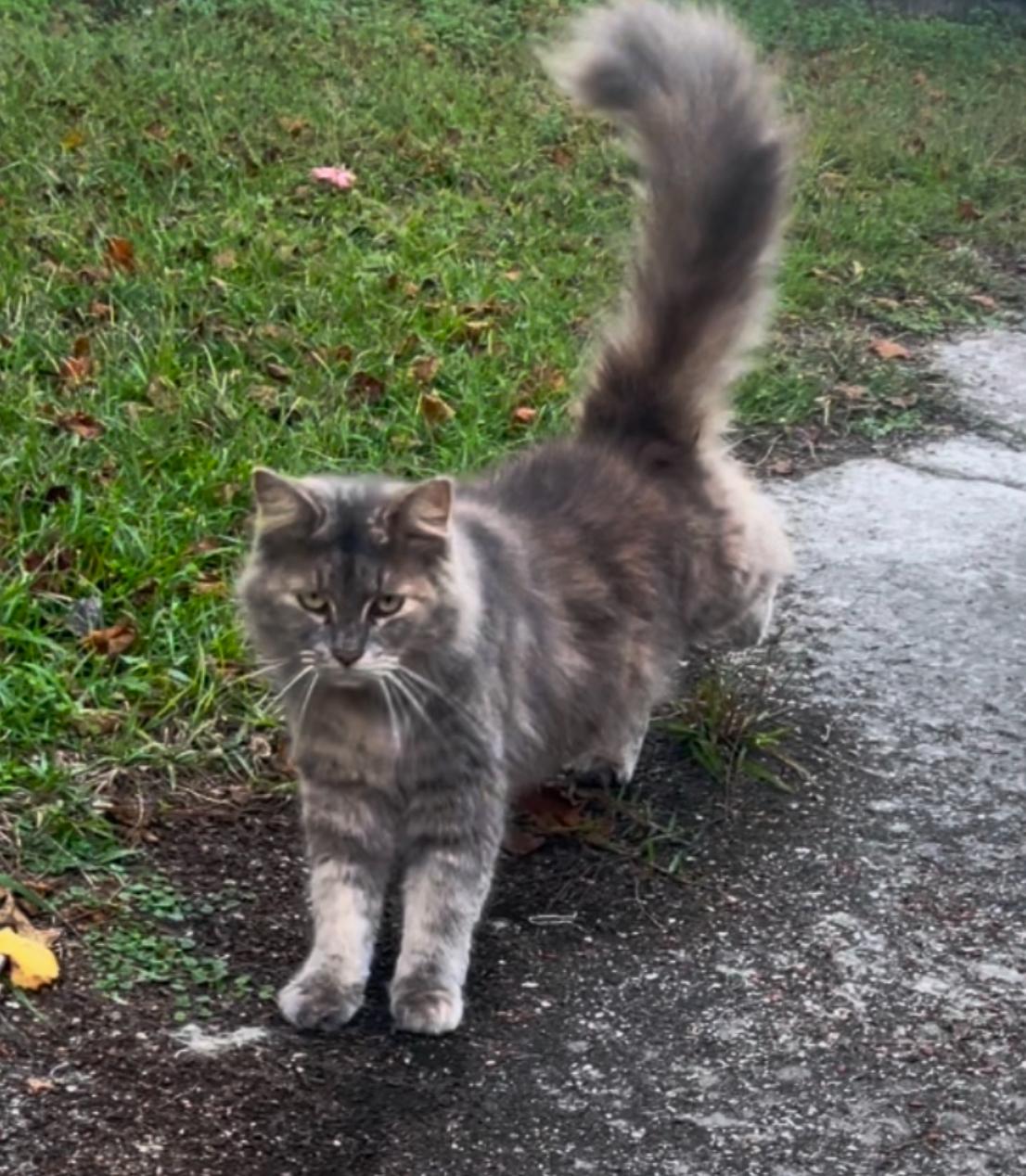Daisy, a Adoptable Domestic Medium Hair in Mobile, AL image 2/2