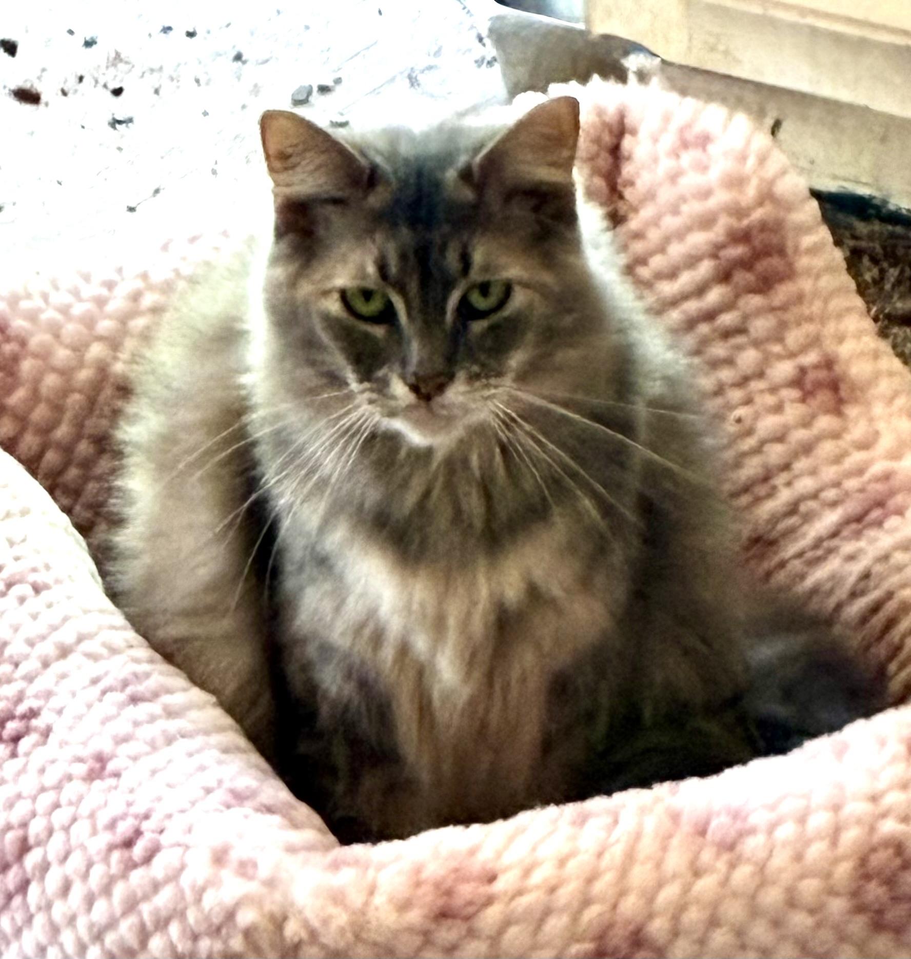 Enlarge Daisy, an adoptable Domestic Medium Hair in Mobile, AL image 3/3