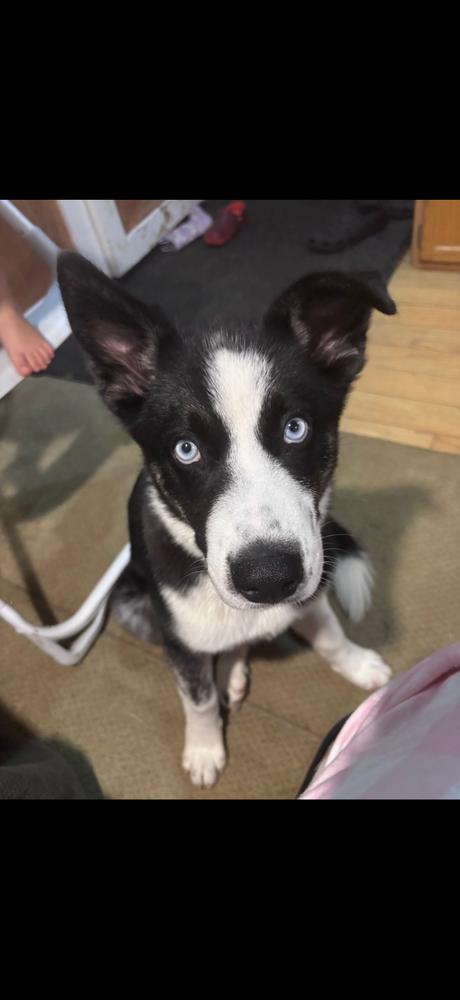 Everest, Adoptable, Puppy Female Siberian Husky.