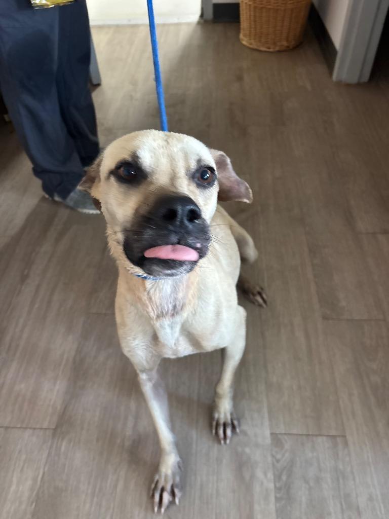 Enlarge Chicken, a Adoptable mixed breed in Metter, GA image 1/1