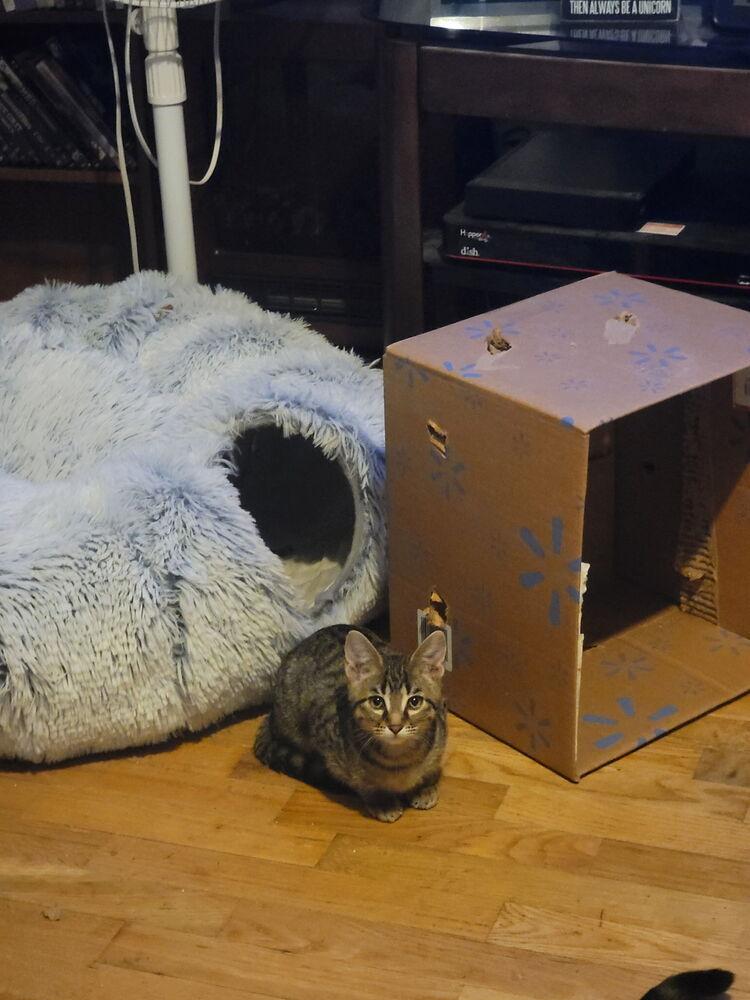 Amber, Adoptable, Kitten Female Tabby.