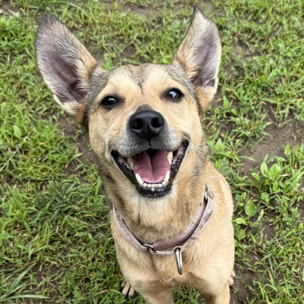 Frida, Adoptable, Senior Female Chihuahua & Cocker Spaniel.