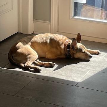 Frida, Adoptable, Senior Female Chihuahua & Cocker Spaniel.