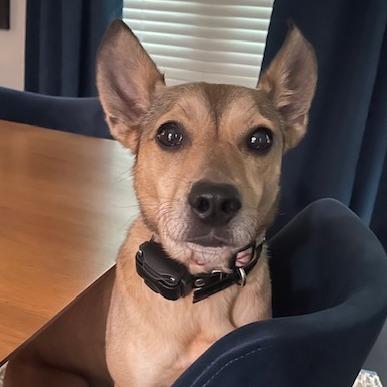 Frida, Adoptable, Senior Female Chihuahua & Cocker Spaniel.