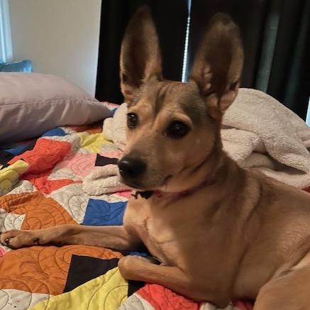 Enlarge Frida, a Adoptable mixed breed in Kansas City, MO image 4/6