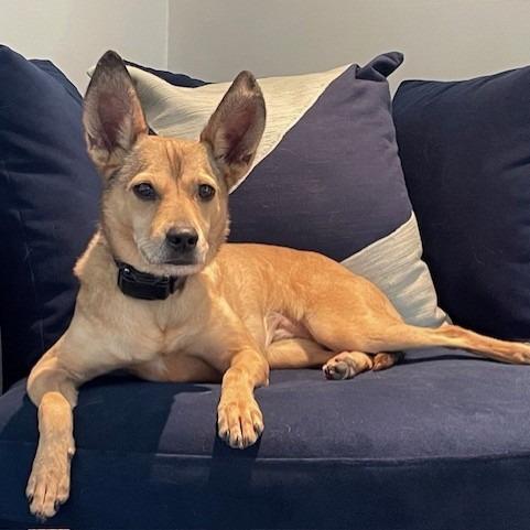 Enlarge Frida, a Adoptable mixed breed in Kansas City, MO image 5/6