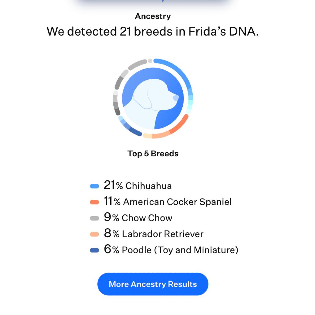 Enlarge Frida, a Adoptable mixed breed in Kansas City, MO image 6/6