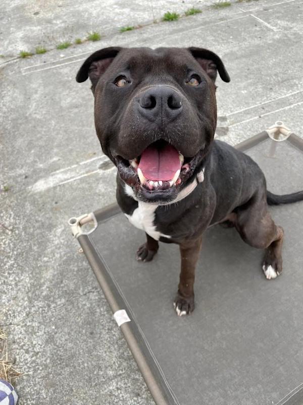 Oscar, Adopted, Adult Male Pit Bull Terrier & American Bulldog.