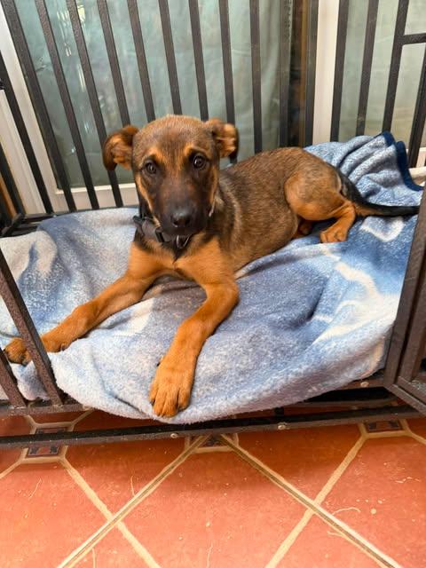 CeCe (13wk PUPPY), an adopted mixed breed in Greeneville, TN image 1/5