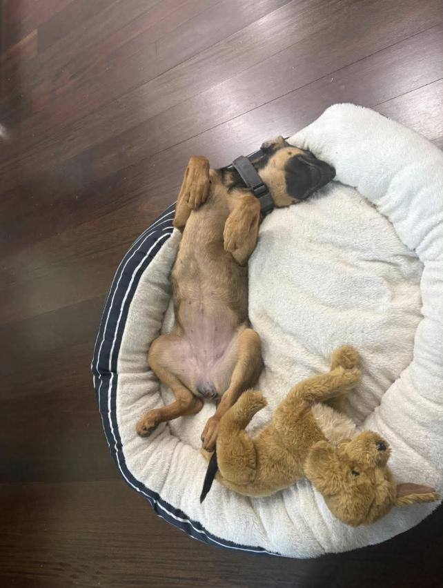 CeCe (13wk PUPPY), an adopted mixed breed in Greeneville, TN image 2/5
