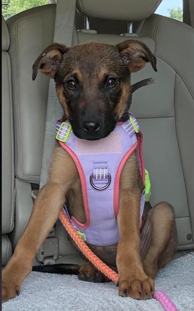 CeCe (13wk PUPPY), an adopted mixed breed in Greeneville, TN image 3/5