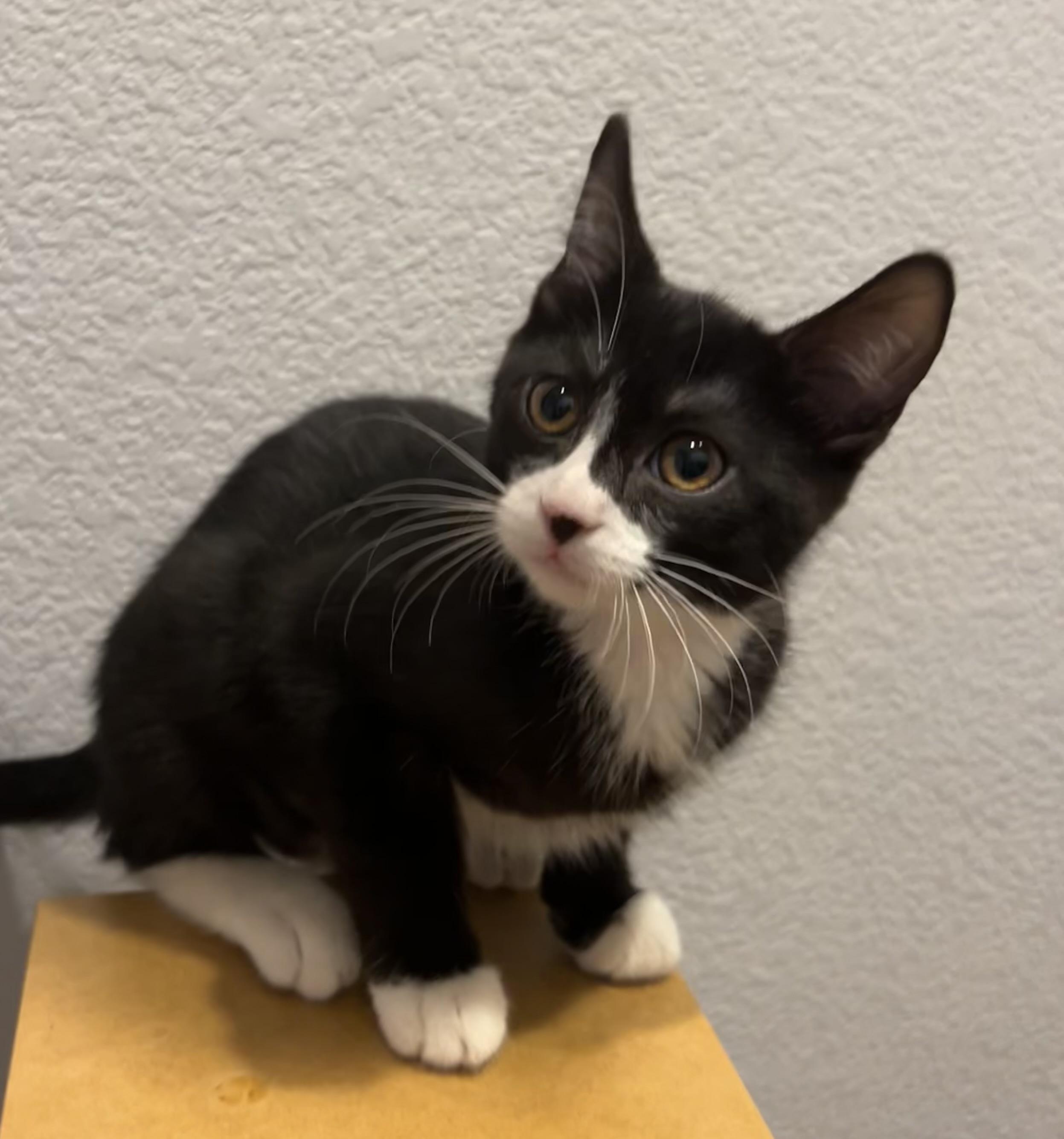 Oatmeal, Baby Male unknown