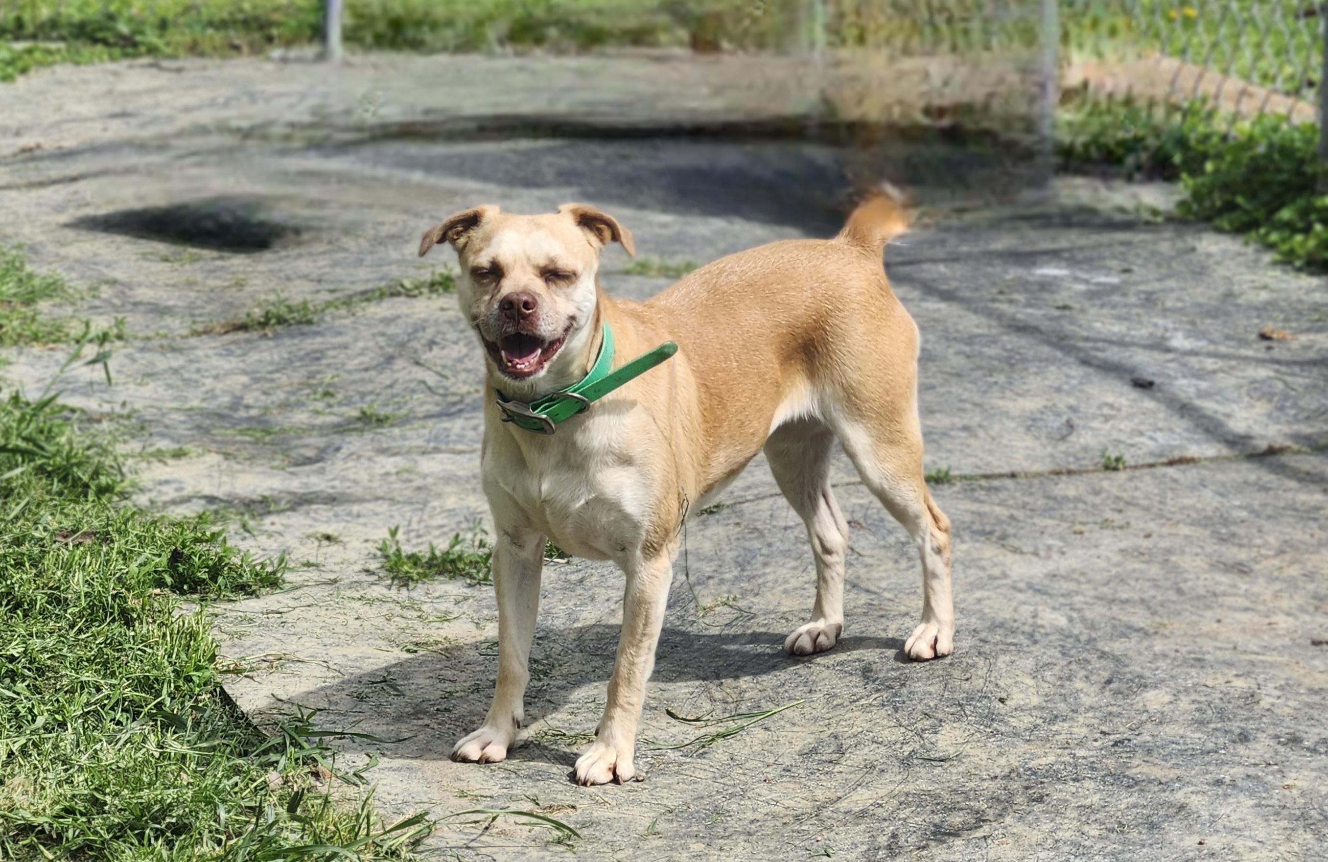 Ginger, Adoptable, Adult Female Pug & Chihuahua.