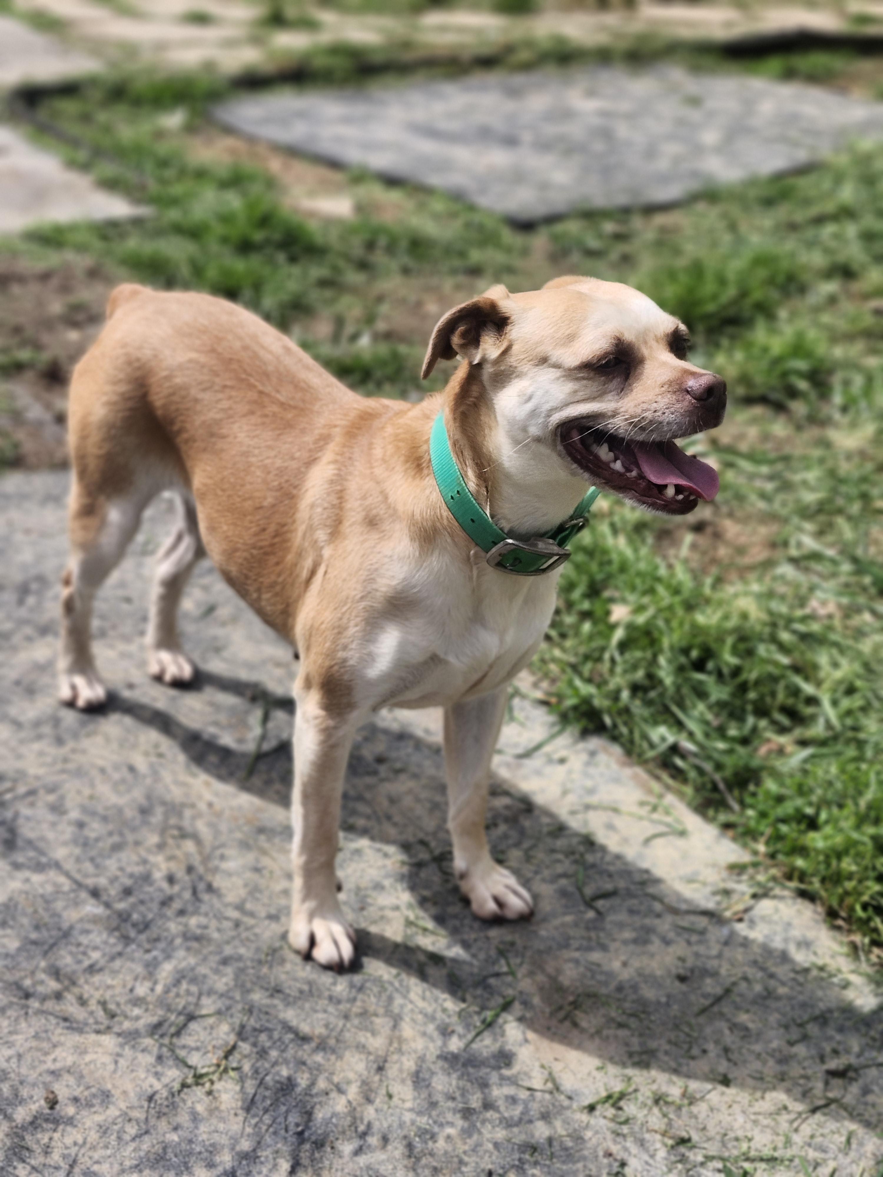 Enlarge Ginger, a Adoptable mixed breed in Cosby, TN image 2/5