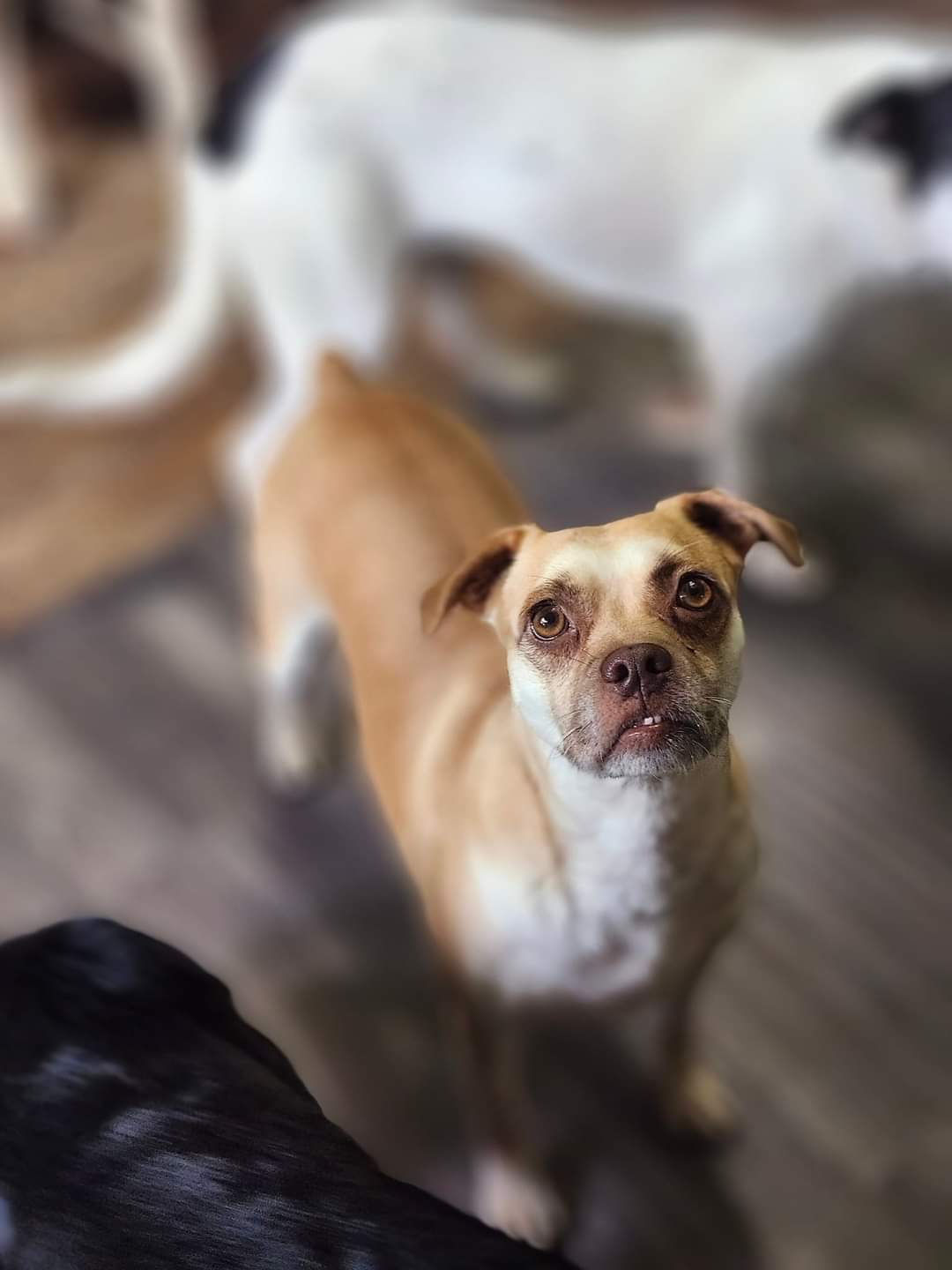 Ginger, a Adoptable Beagle in Cosby, TN image 2/5