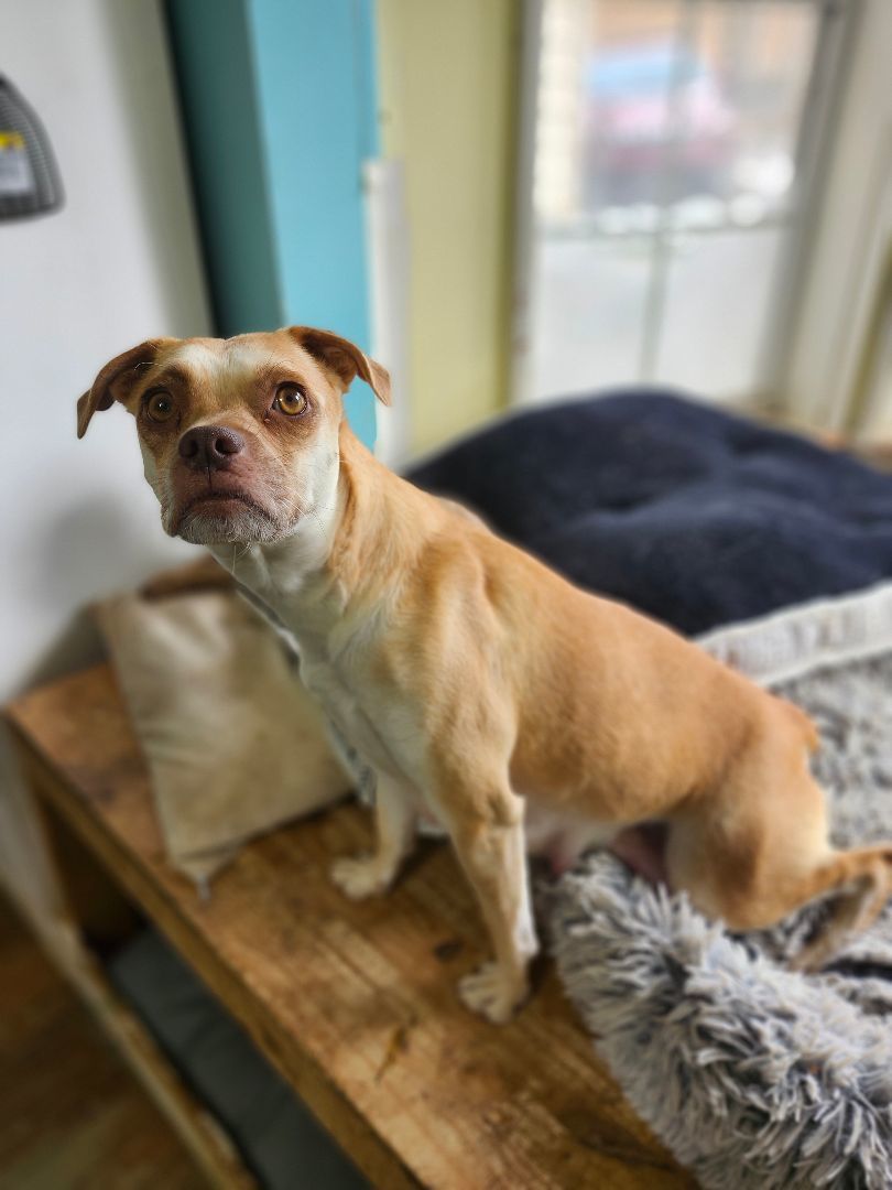 Ginger, Adoptable, Adult Female Beagle.